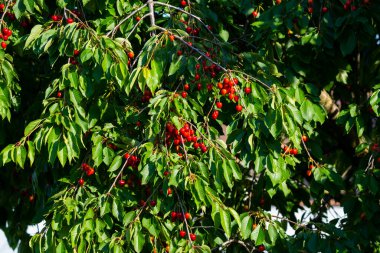 Olgun Kirazlar Kiraz Ağacı dalında asılı