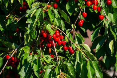 Olgun Kirazlar Kiraz Ağacı dalında asılı