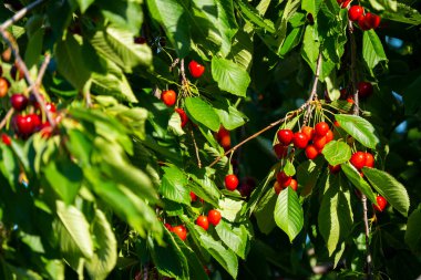 Olgun Kirazlar Kiraz Ağacı dalında asılı