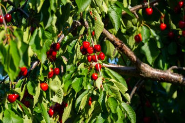 Olgun Kirazlar Kiraz Ağacı dalında asılı