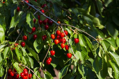 Olgun Kirazlar Kiraz Ağacı dalında asılı