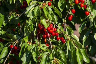 Olgun Kirazlar Kiraz Ağacı dalında asılı