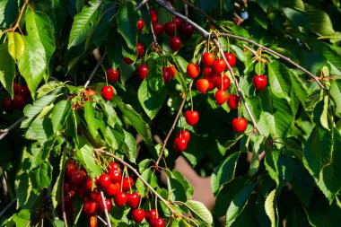 Olgun Kirazlar Kiraz Ağacı dalında asılı