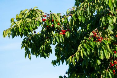 Olgun Kirazlar Kiraz Ağacı dalında asılı