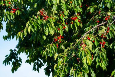 Olgun Kirazlar Kiraz Ağacı dalında asılı