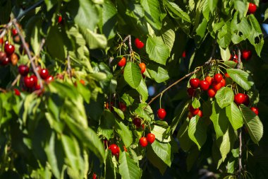 Olgun Kirazlar Kiraz Ağacı dalında asılı