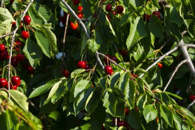 Olgun Kirazlar Kiraz Ağacı dalında asılı