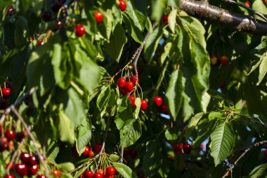 Olgun Kirazlar Kiraz Ağacı dalında asılı