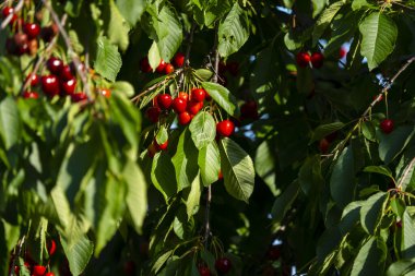Olgun Kirazlar Kiraz Ağacı dalında asılı
