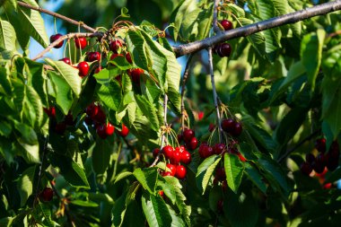 Olgun Kirazlar Kiraz Ağacı dalında asılı