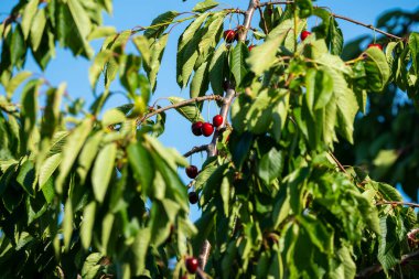Olgun Kirazlar Kiraz Ağacı dalında asılı