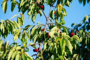 Olgun Kirazlar Kiraz Ağacı dalında asılı