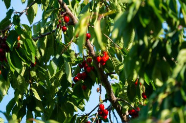 Olgun Kirazlar Kiraz Ağacı dalında asılı