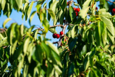 Olgun Kirazlar Kiraz Ağacı dalında asılı