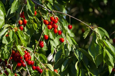 Olgun Kirazlar Kiraz Ağacı dalında asılı