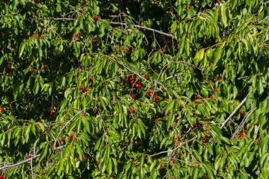 Olgun Kirazlar Kiraz Ağacı dalında asılı