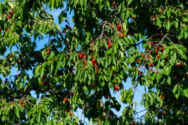 Olgun Kirazlar Kiraz Ağacı dalında asılı