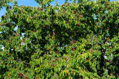 Olgun Kirazlar Kiraz Ağacı dalında asılı