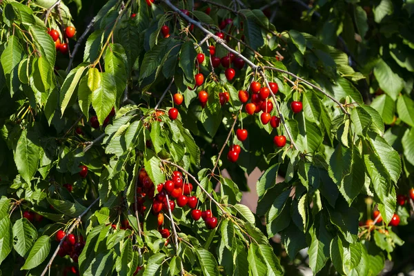 Olgun Kirazlar Kiraz Ağacı dalında asılı