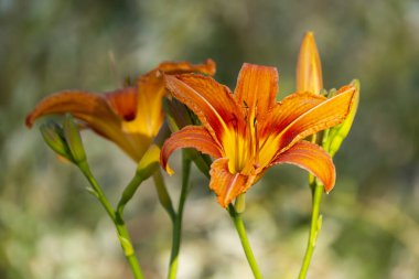 Dramatik Akşam Işığında Portakal Çiçeği
