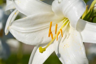 Beyaz Lily Çiçeği Doğal Işıkta Yaklaş