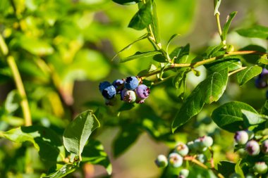 Olgunlaşmış yaban mersinleri Bush 'un yeşil arka planında