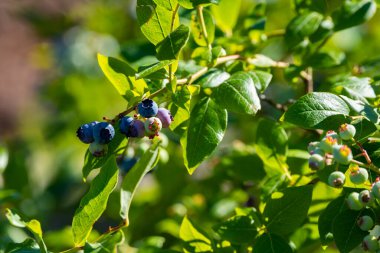 Olgunlaşmış yaban mersinleri Bush 'un yeşil arka planında