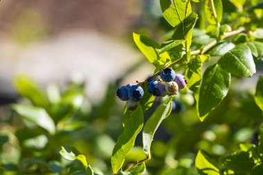 Olgunlaşmış yaban mersinleri Bush 'un yeşil arka planında