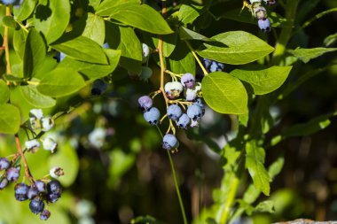 Olgunlaşmış yaban mersinleri Bush 'un yeşil arka planında