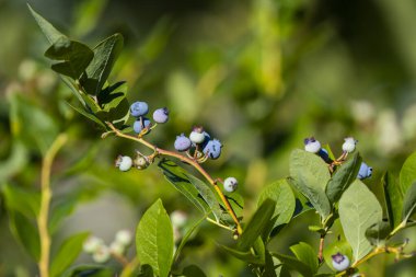 Olgunlaşmış yaban mersinleri Bush 'un yeşil arka planında