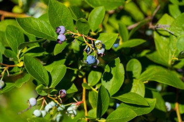 Olgunlaşmış yaban mersinleri Bush 'un yeşil arka planında