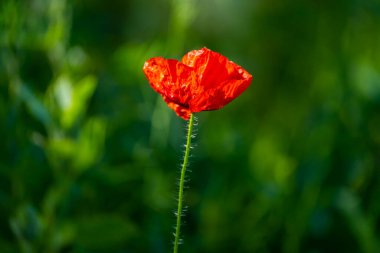 Yeşil Arkaplanda Kırmızı Gelincik Çiçeği Minimum Doğa Konsepti