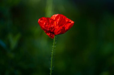 Yeşil Arkaplanda Kırmızı Gelincik Çiçeği Minimum Doğa Konsepti
