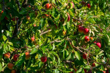 Meyve bahçesindeki ağaç dalında yetişen kırmızı elmalar