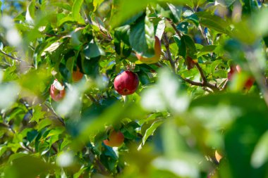Meyve bahçesindeki ağaç dalında yetişen kırmızı elmalar