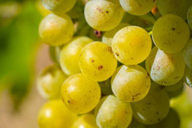 Olgun Yeşil Üzümleri Sarmaşıkta Kapat