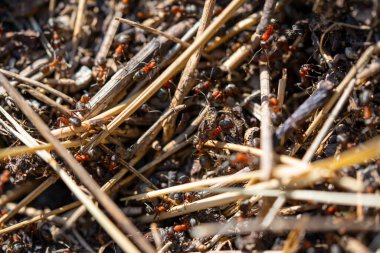 Orman zemininde Kırmızı Karınca Kolonisi