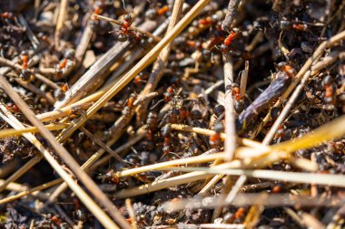 Orman zemininde Kırmızı Karınca Kolonisi