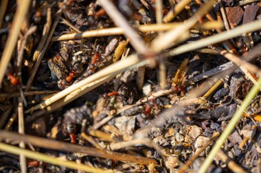 Orman zemininde Kırmızı Karınca Kolonisi