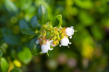 Lingonberry Çiçekleri Çiçek Açtı