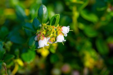 Lingonberry Çiçekleri Çiçek Açtı