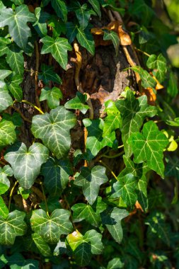 Yeşil Sarmaşık Ağaç Gövdesine Tırmanır