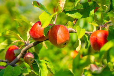 Meyve bahçesindeki ağaç dalında yetişen kırmızı elmalar