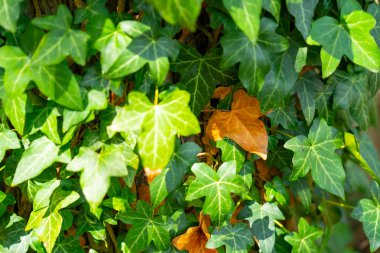 Yeşil Sarmaşık Kuru Sonbahar Yaprağıyla Ayrıldı