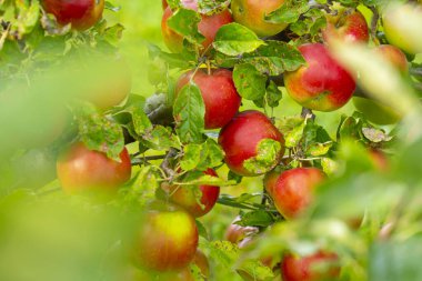 Meyve bahçesindeki ağaç dalında yetişen kırmızı elmalar