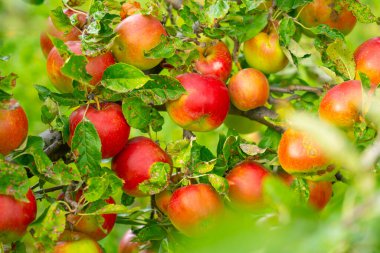 Meyve bahçesindeki ağaç dalında yetişen kırmızı elmalar