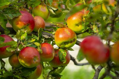 Meyve bahçesindeki ağaç dalında yetişen kırmızı elmalar