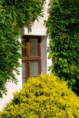 Yeşil Sarmaşık ve Tahta Pencereli Geleneksel Ev Cephesi