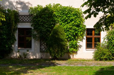 Yeşil Sarmaşık ve Tahta Pencereli Geleneksel Ev Cephesi