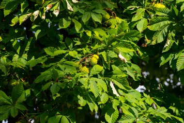 Yazın Ağaçta Yeşil At Kestanesi